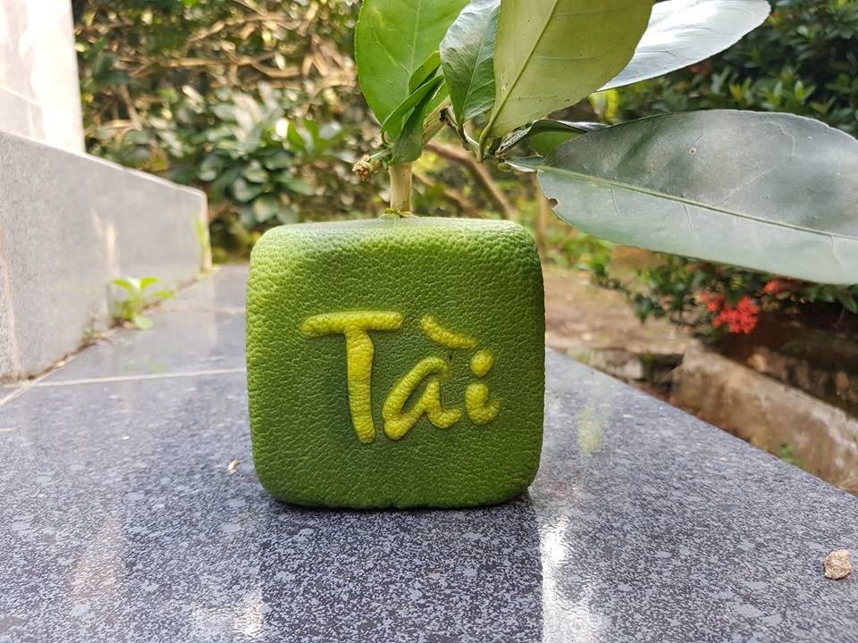 qua buoi vuong ki la lan dau tien xuat hien o viet nam