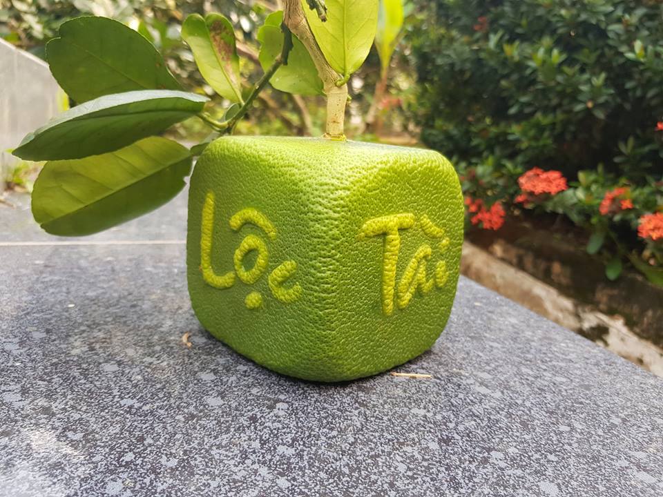 qua buoi vuong ki la lan dau tien xuat hien o viet nam