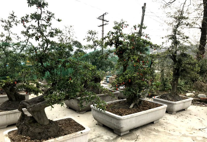 cay hong da bonsai hang la tet nay gia tien ti dai gia om lien