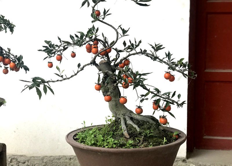 cay hong da bonsai hang la tet nay gia tien ti dai gia om lien
