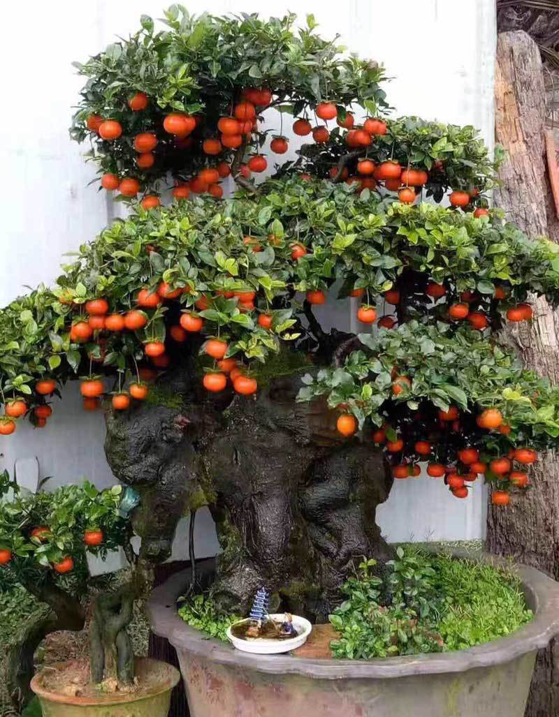 cay hong da bonsai hang la tet nay gia tien ti dai gia om lien