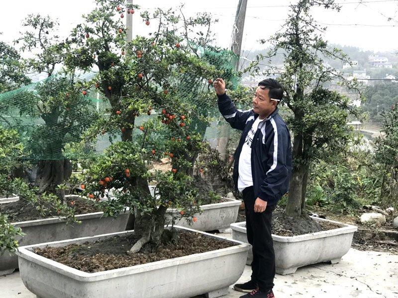 cay hong da bonsai hang la tet nay gia tien ti dai gia om lien