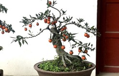 Cây hồng đá bonsai: Hàng lạ tết này, giá tiền tỉ đại gia ôm liền