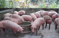 du bao gia heo lon hoi 2012 ca ba mien tiep tuc di xuong