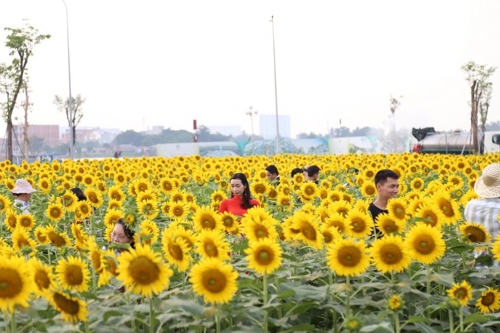 vuon hoa huong duong hon 500000 cay vua xuat hien o sai gon khien nguoi thanh pho miet mai check in