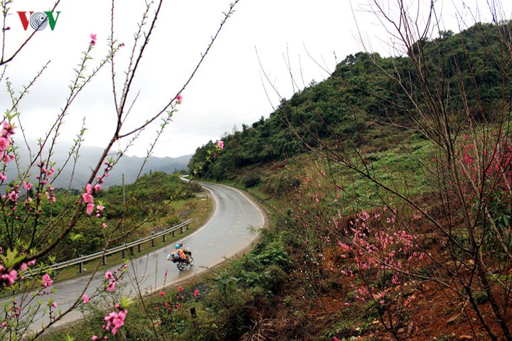 la lung vuon hoa dao khong phai cu thich mua la ban