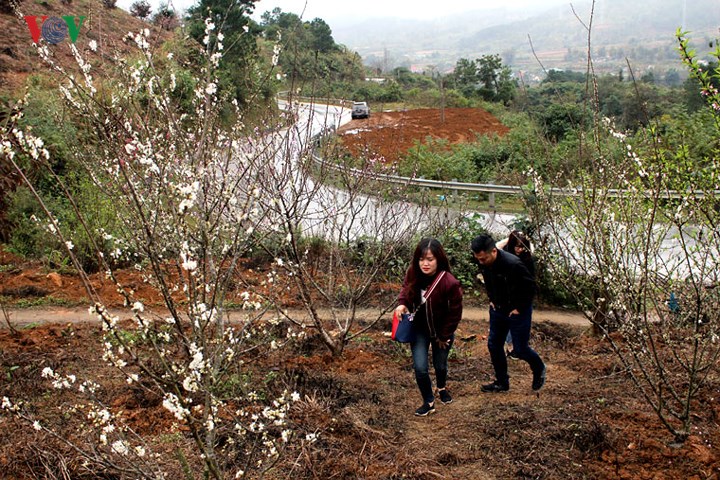 la lung vuon hoa dao khong phai cu thich mua la ban