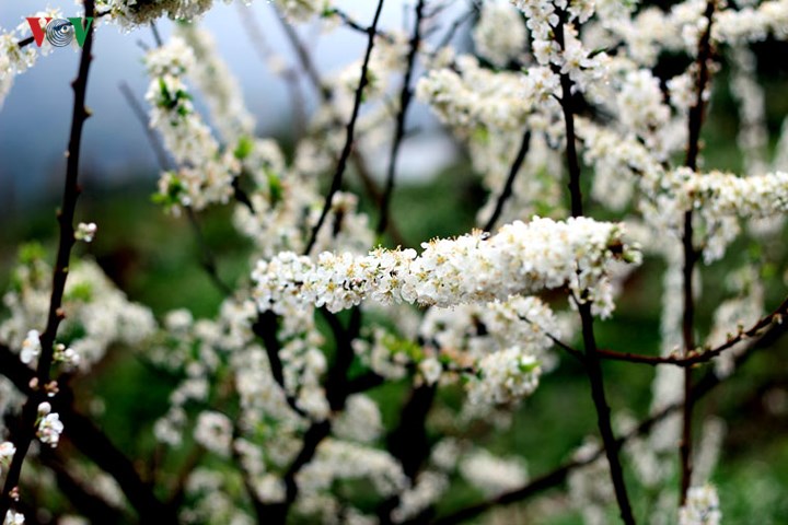 la lung vuon hoa dao khong phai cu thich mua la ban