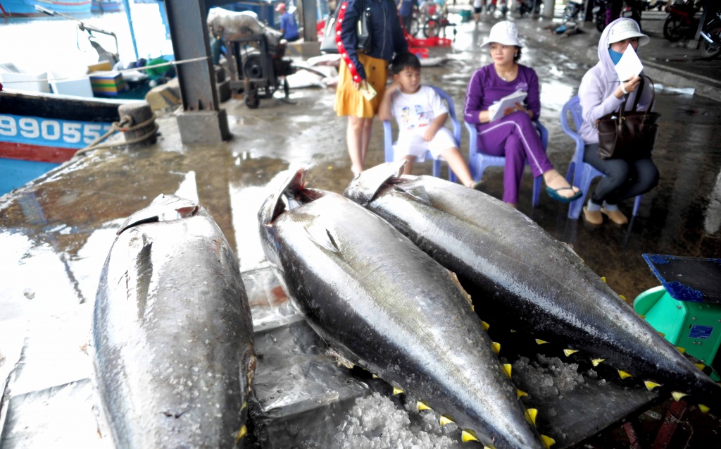 Ngư dân Khánh Hòa trúng đậm vụ cá ngừ đại dương đầu năm mới ngu dan khanh hoa trung dam vu ca ngu dai duong dau nam moi