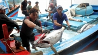 ngu dan di bien 6 ngay thu hon 200 trieu dong nho trung ca ngu soc dua