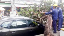 Nha Trang: Cây xanh bật gốc đè khách Trung Quốc tét đầu