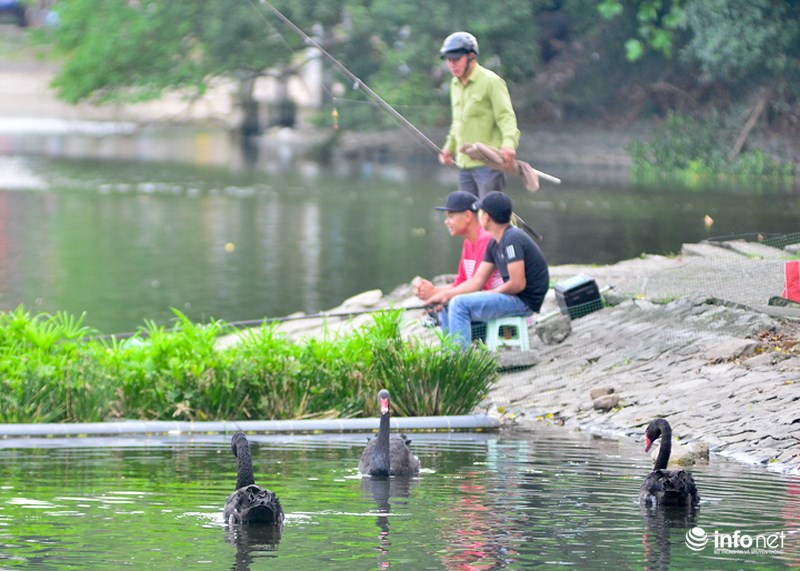 can thu tiep tuc bua vay ho thien nga duy nhat cua ha noi