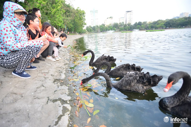 can thu tiep tuc bua vay ho thien nga duy nhat cua ha noi