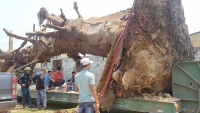 trong cay quai thu ben ve duong chinh quyen dia phuong len tieng