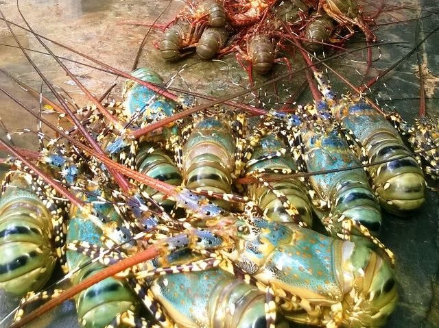 lanh dao phu yen lo nguoi dan roi vao ngheo doi do tom hum chet hang loat