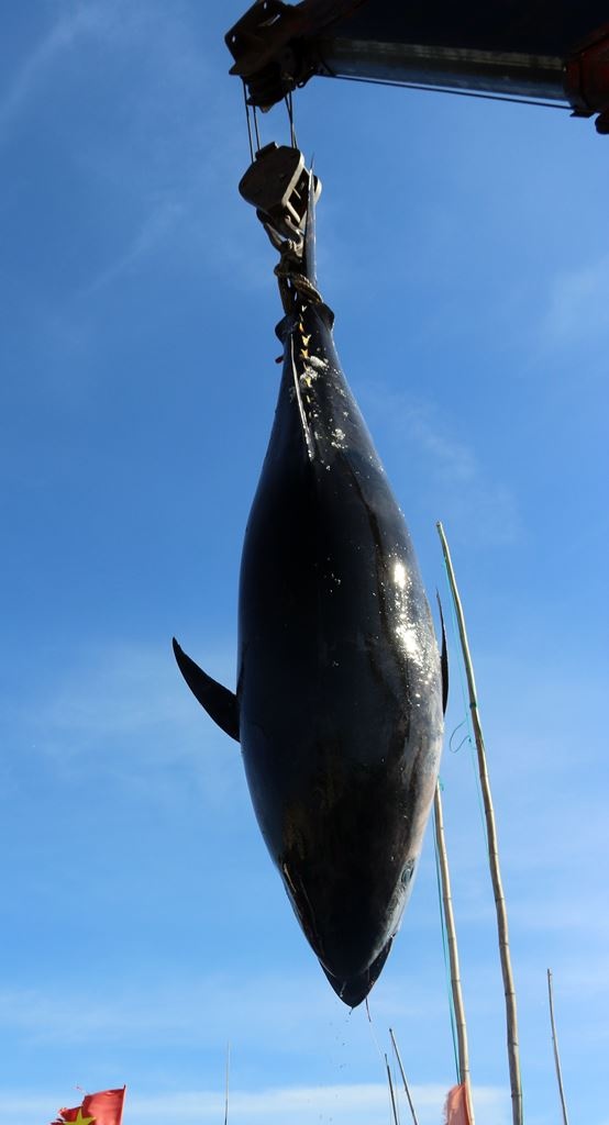 phu yen lan dau tien cau duoc ca ngu vay xanh qui hiem nang 240kg