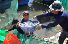 Một đêm lưới cá cơm, ngư dân Nha Trang thu chục triệu đồng