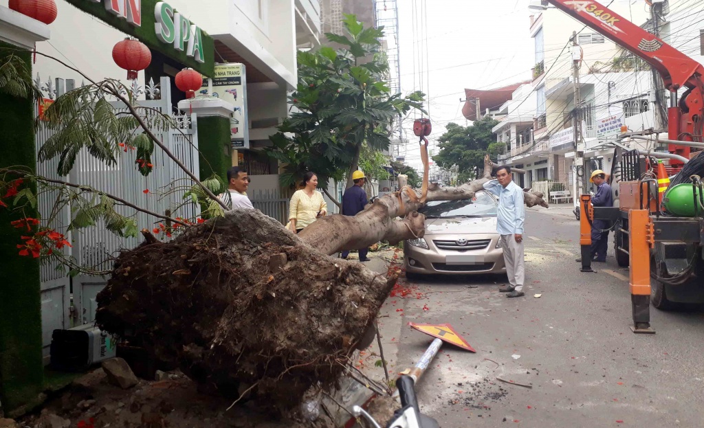 xe hop bep dum vi cay phuong co thu bat goc