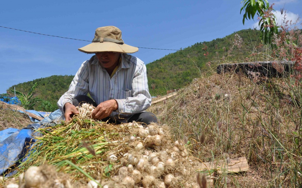 toi kho rot gia khanh hoa un u hon 1000 tan toi
