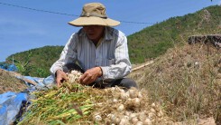 Tỏi khô rớt giá, Khánh Hòa ùn ứ hơn 1.000 tấn tỏi