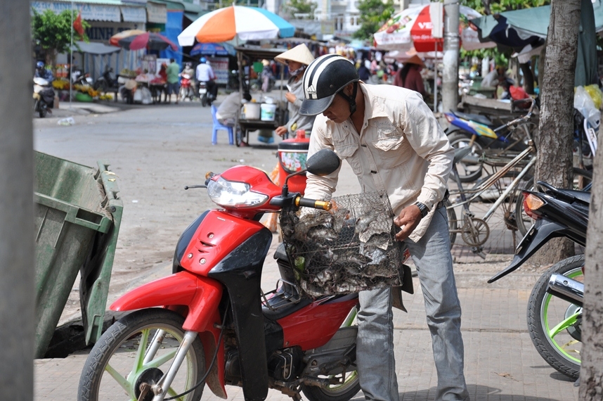 san chuot o thu phu chuot
