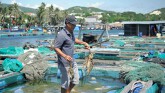 Phát hiện tảo độc trên vịnh Vân Phong