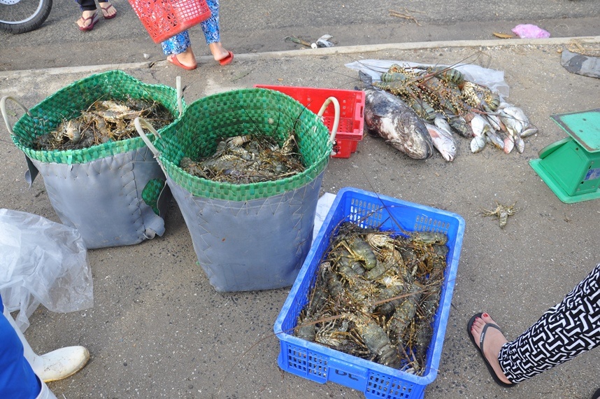 sau bao damrey ca mu ca bop oc huong doi cho nguoi nuoi trong khoc rong