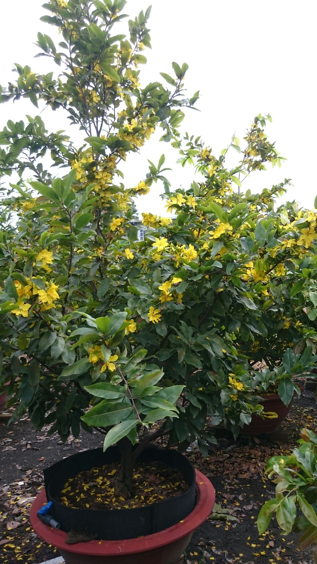 mai vang dua no nha vuon dung ngoi khong yen