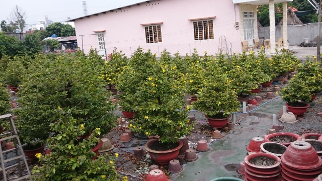 mai vang dua no nha vuon dung ngoi khong yen
