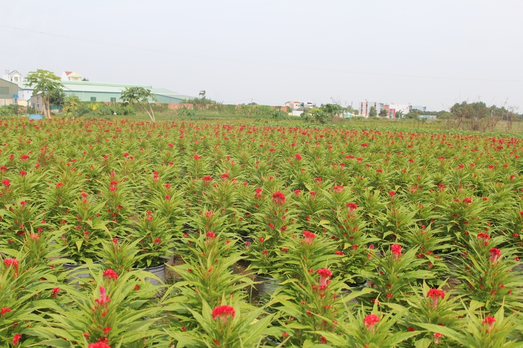 hoa tet khong ket nu nong dan lao dao