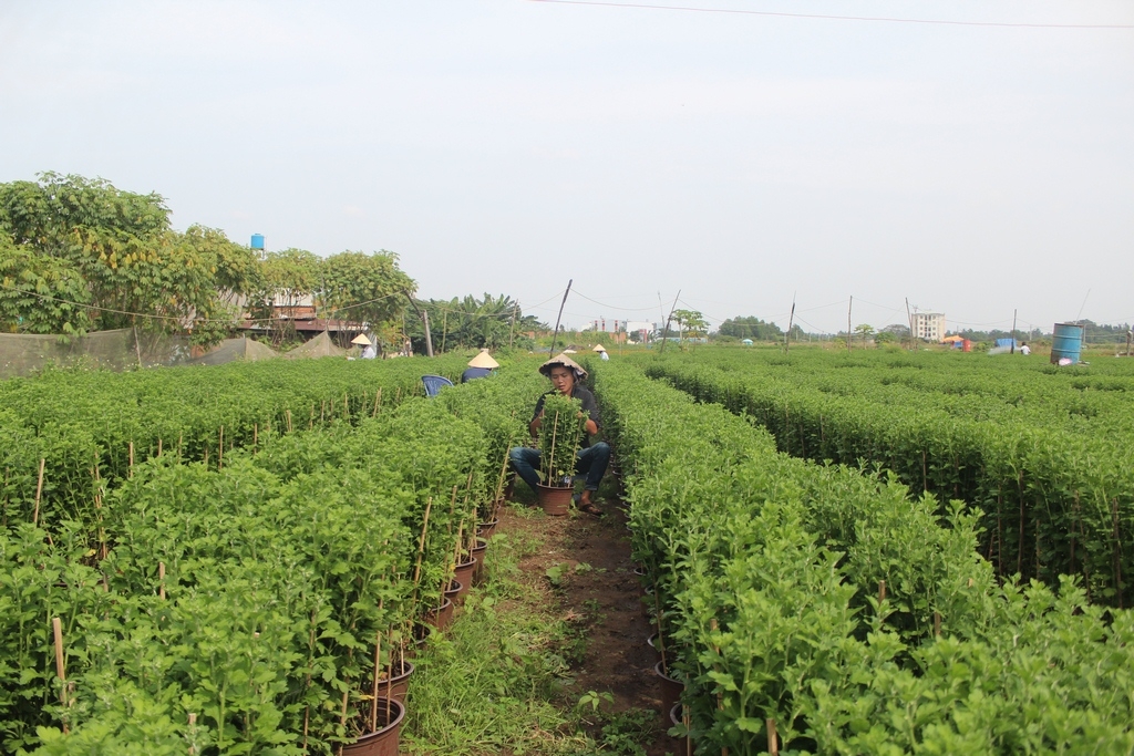 Hoa Tết không kết nụ, nhà vườn lao đao hoa tet khong ket nu nong dan lao dao