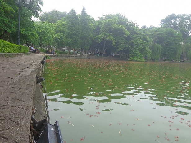can canh nhung tam tham bang hoa loc vung dep ngat ngay