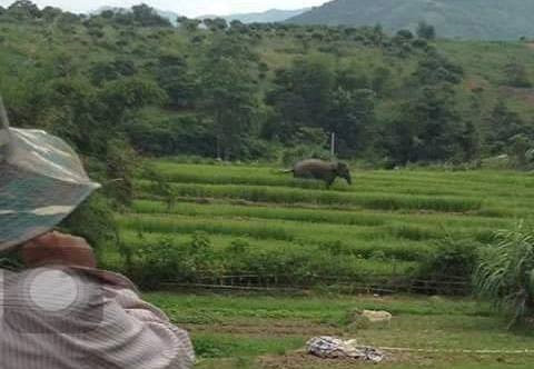voi rung xuong ban tam ao cua nguoi dan o son la