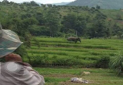Voi rừng xuống bản tắm ao của người dân ở Sơn La
