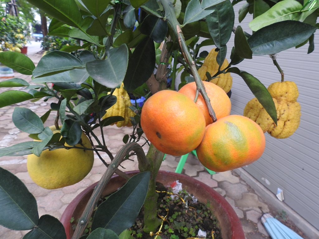 Cuối tuần, người Hà Nội háo hức xuống phố mua sắm Tết cuoi tuan nguoi ha noi hao huc xuong pho mua sam tet