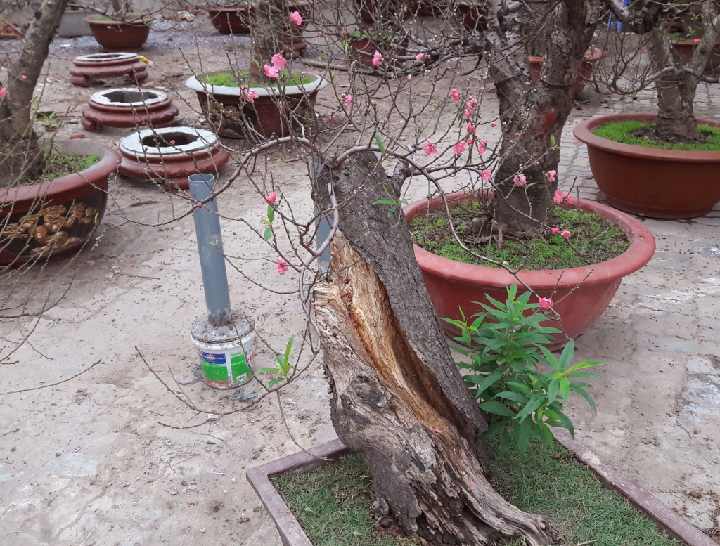 Cuối tuần, người Hà Nội háo hức xuống phố mua sắm Tết cuoi tuan nguoi ha noi hao huc xuong pho mua sam tet