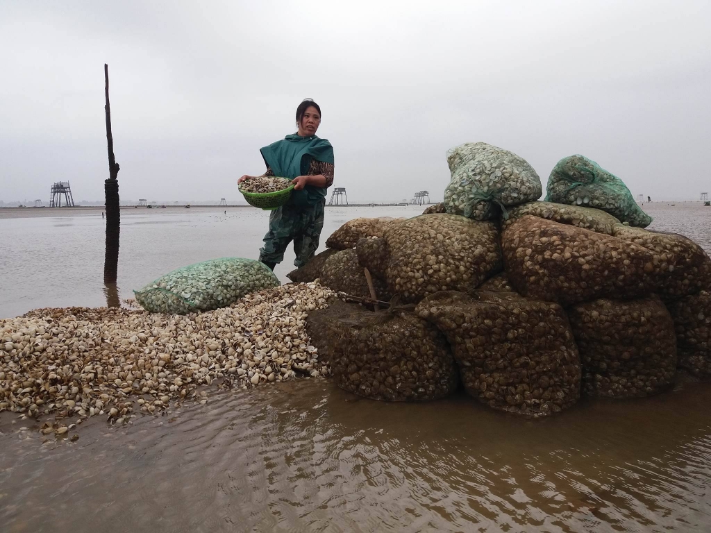 nhung bai ngao chet trang va noi dau that ruot cua nguoi dan hau loc