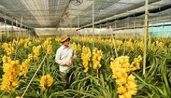 Lao đao vì hoa lan nở trước Tết cả tháng