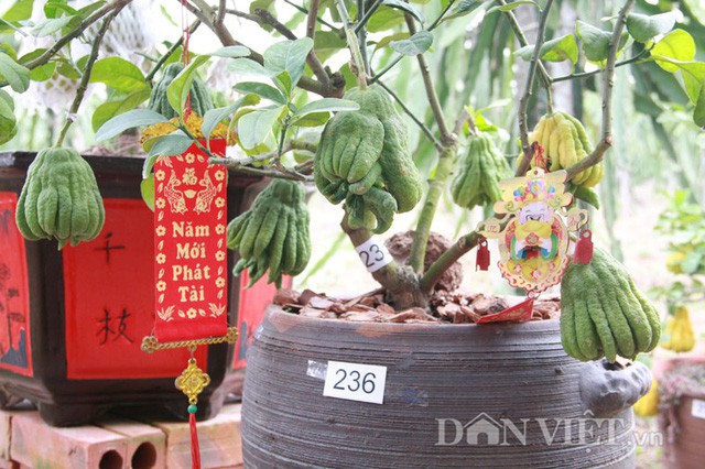 nhung vuon buoi canh dao quy choi tet doc nhat vo nhi
