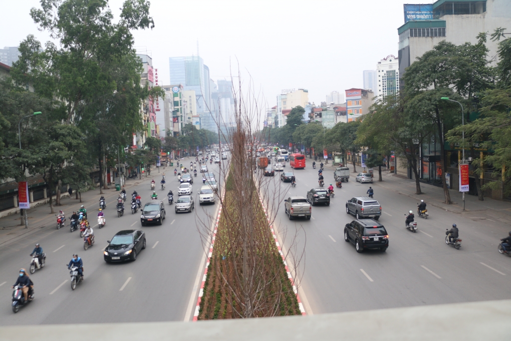 cay phong la do nay mam don tet mau tuat 2018
