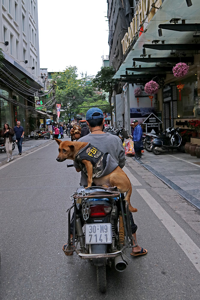cho canh dien thoi trang sang chanh tung tang dao pho