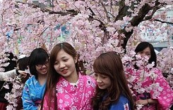Hà Nội: Lễ hội hoa anh đào lần thứ 2 với 150 cây hoa anh đào thật