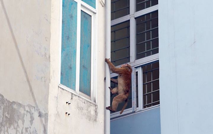 vu khi hoang quay pha nha dan o ha noi cu nguoi vui choi noi chuyen voi khi