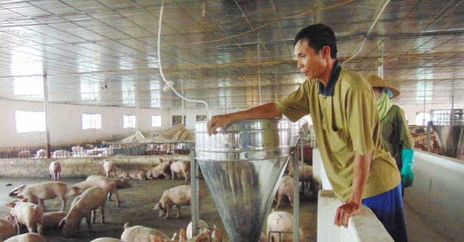 gia lon thap the tham nguoi dan tu ban online giai cuu