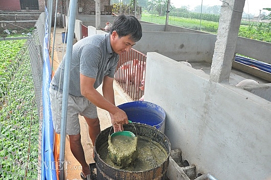 gia lon con 15000 dongkg khoc de bo doi lon ca xa nhu co tang