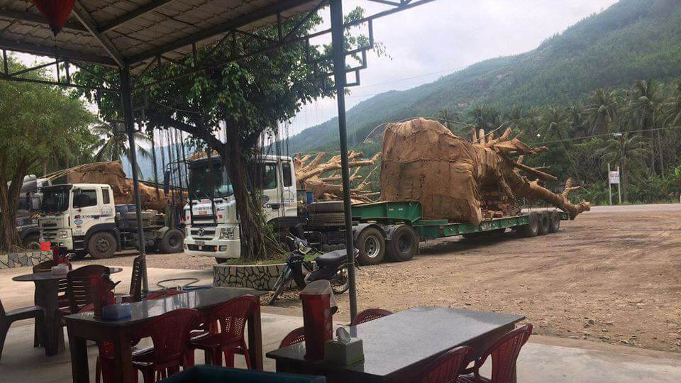 cay nhu quai thu lai vi vu tren ql1a phat chu xe gan 100 trieu