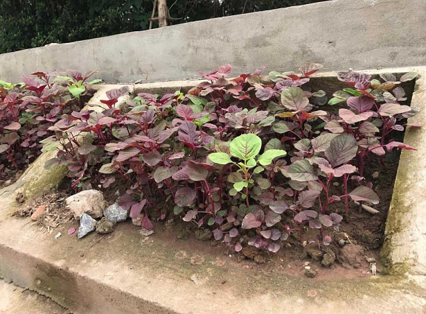 Khoét lỗ bê tông trồng rau: Hà thành sánh cùng Hà Giang khoet lo be tong trong rau ha thanh sanh cung ha giang