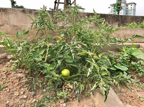 Khoét lỗ bê tông trồng rau: Hà thành sánh cùng Hà Giang khoet lo be tong trong rau ha thanh sanh cung ha giang