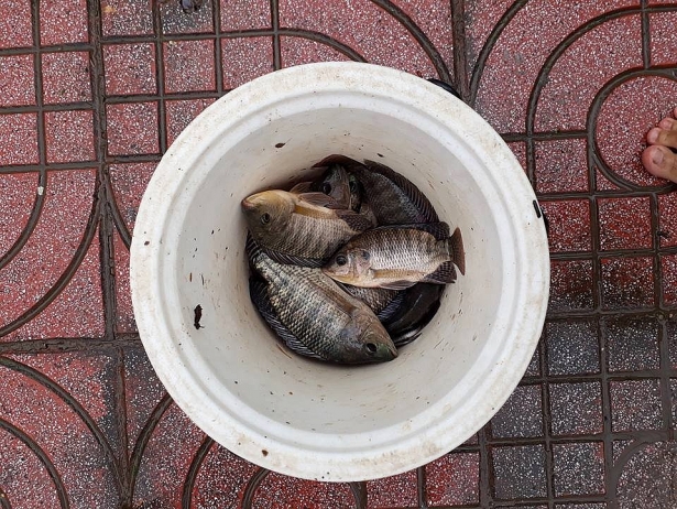 that khong the tin noi nguoi dan bac giang chen nhau quang chai bat ca giua pho