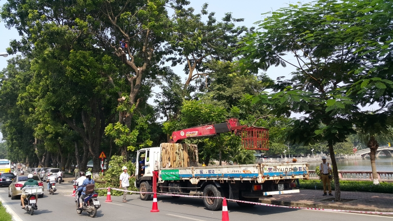 di chuyen cay xanh phuc vu tuyen duong sat do thi nhon ga ha noi
